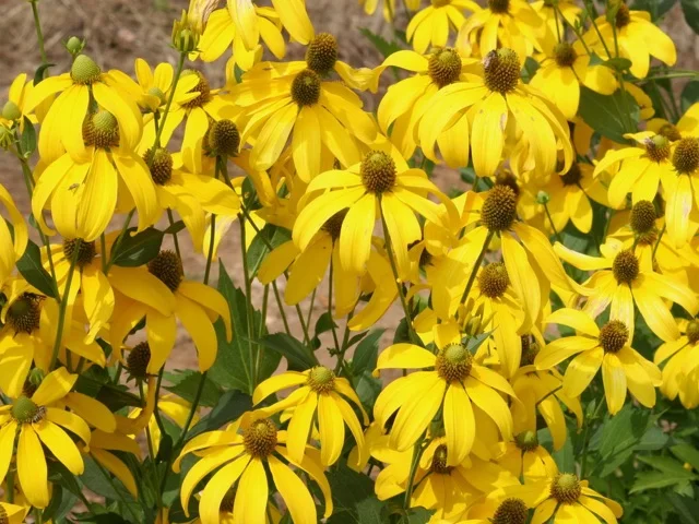 shiny-cone-flower.jpg