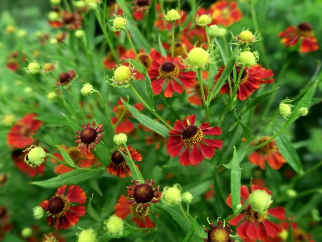 sneezeweed.jpg
