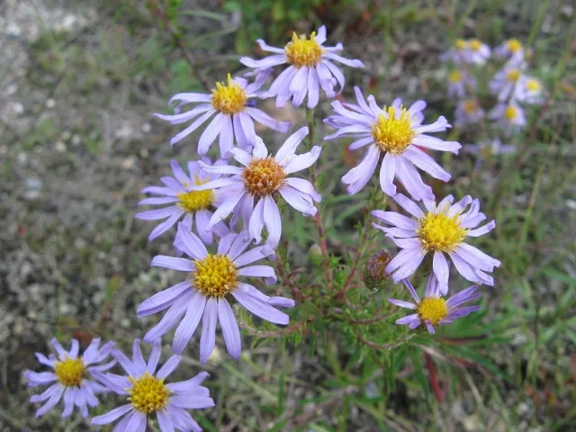 stiff-leaved-aster.jpg