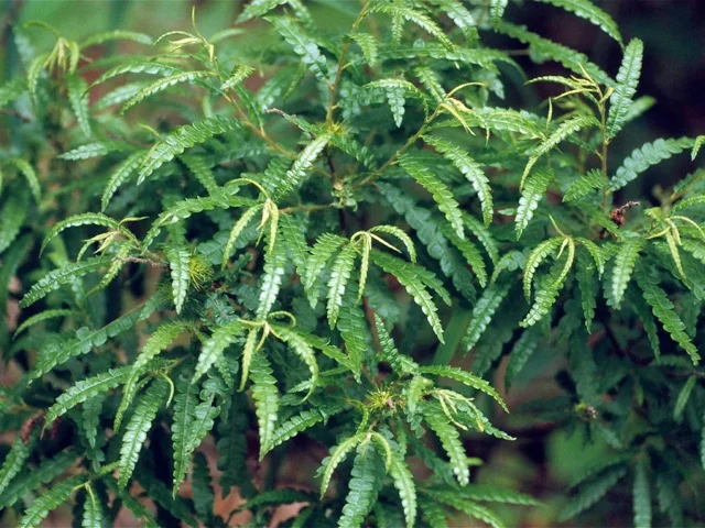 sweet-fern.jpg