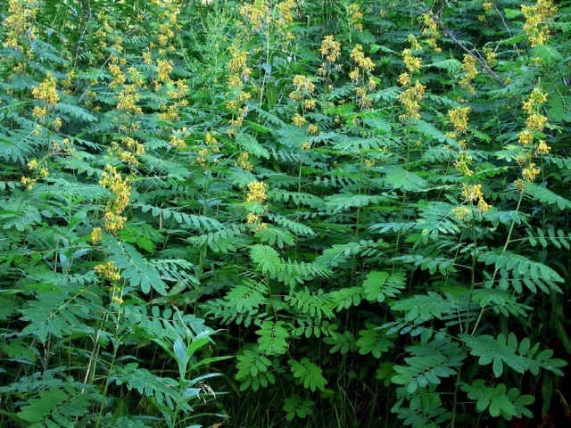 wild-senna.jpg