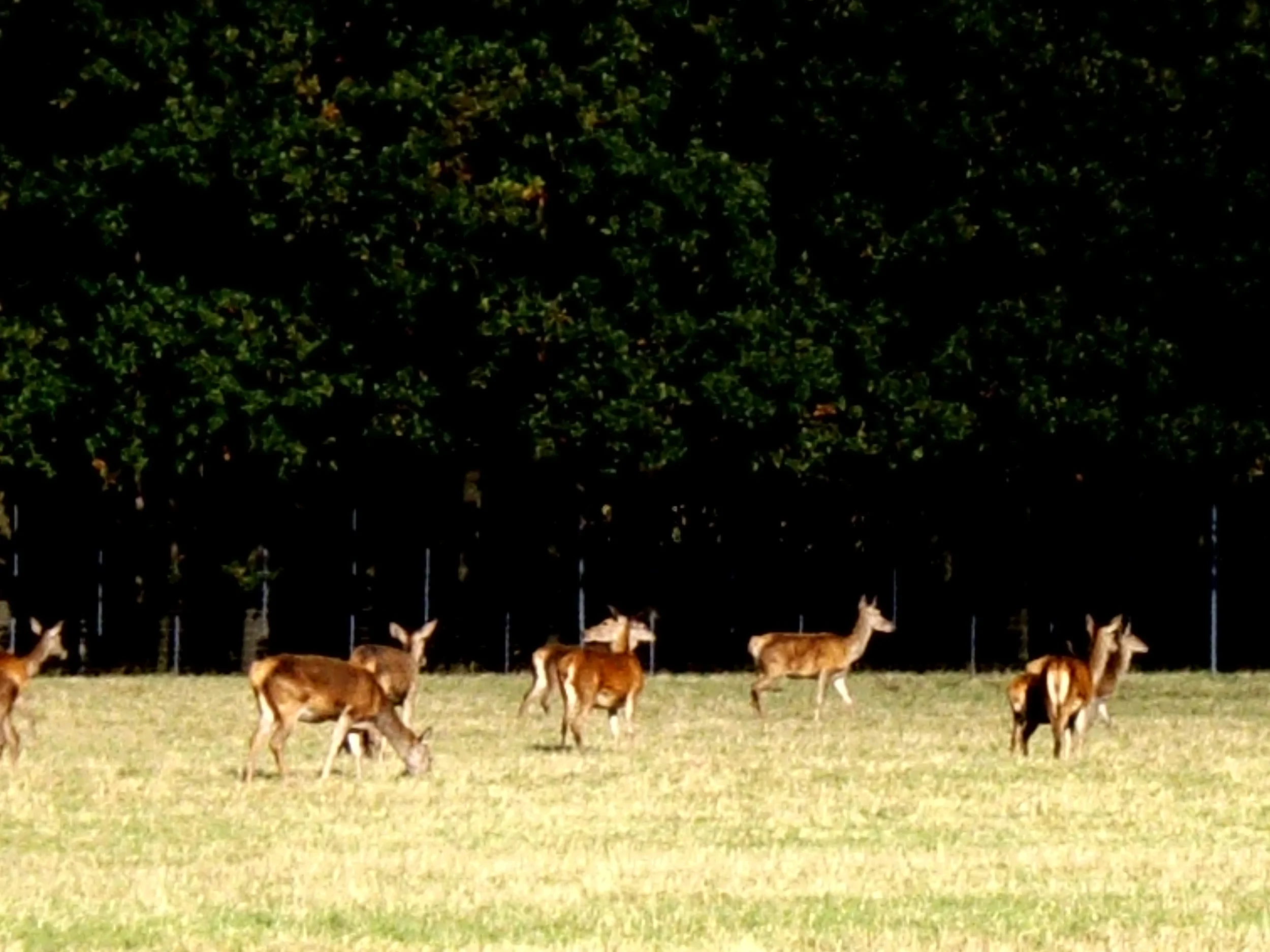 IMGP3196.JPG