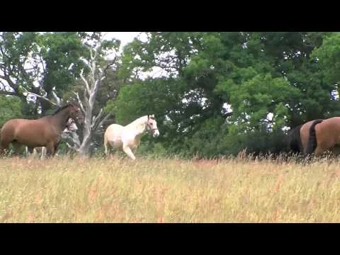 Summer Turnout for the Cackets Boys