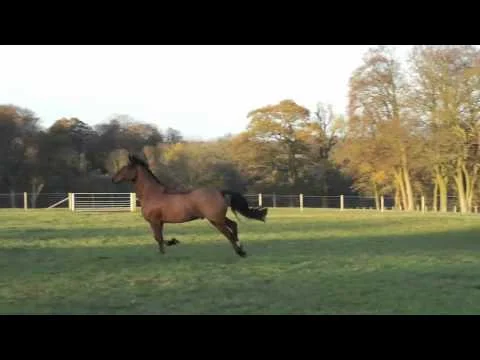 JJ Galloping Large