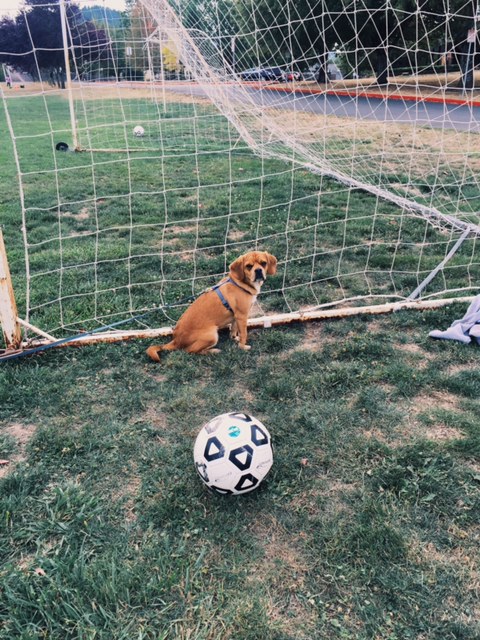Lionel is always ready for a WOD, and to bite something.