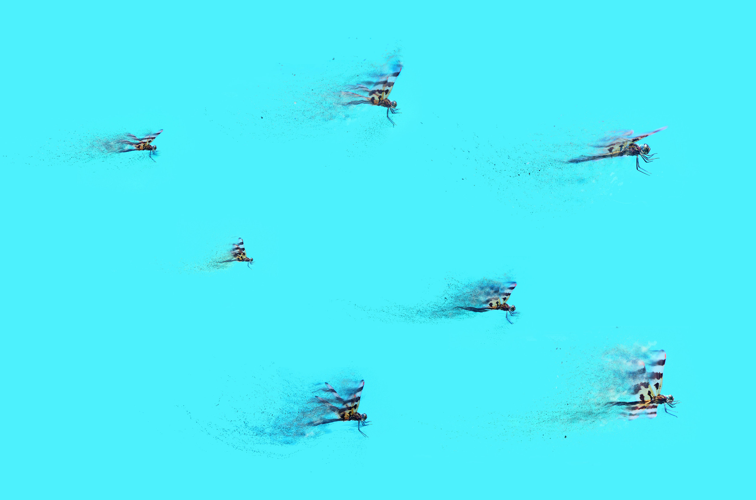 'Odonata leader to drag squadron, tighten up formation and keep your eyes peeled for bogeys' Digital Photography on Aluminum, 48" x 28" $795