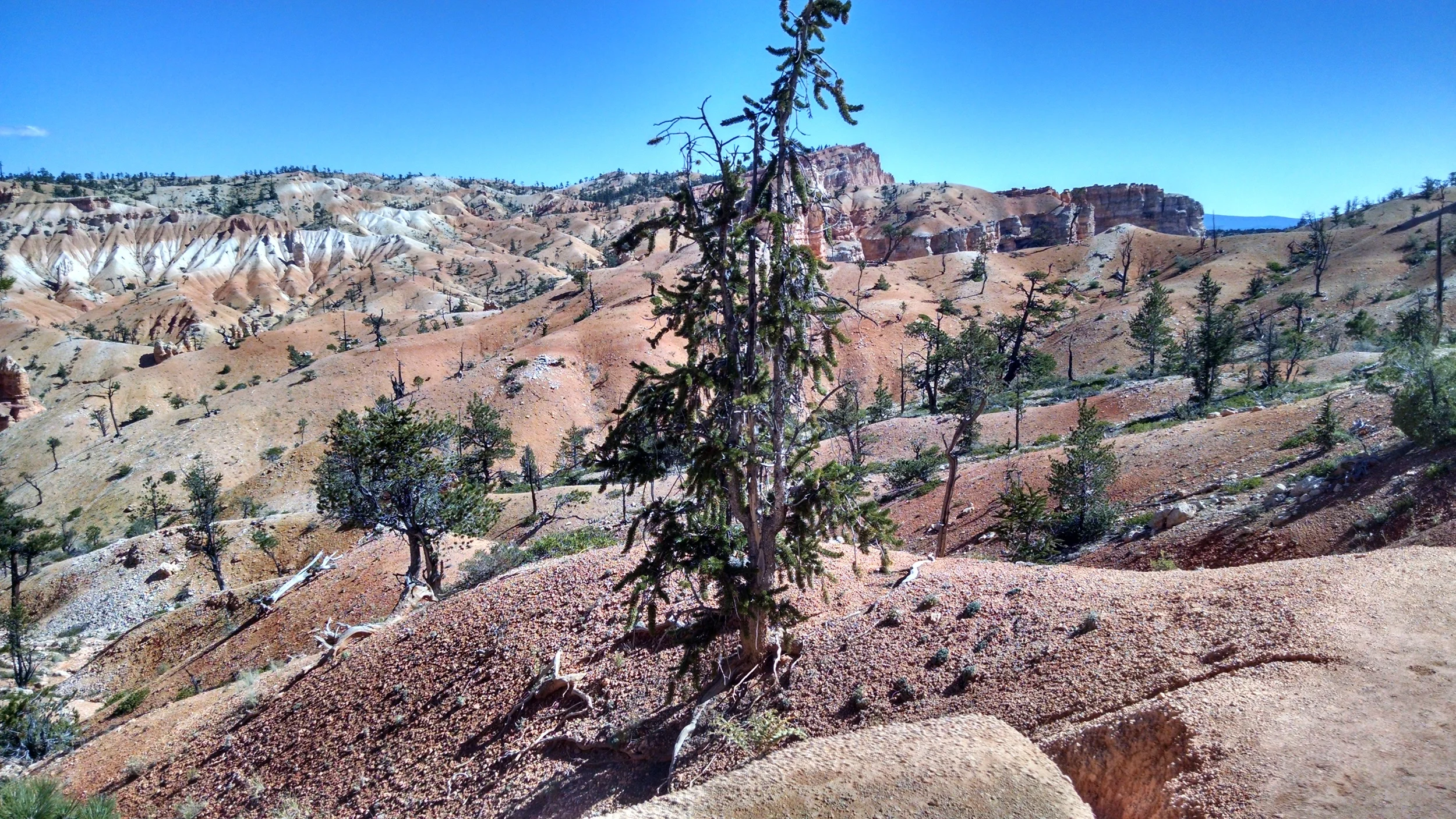 Bristlecone pine