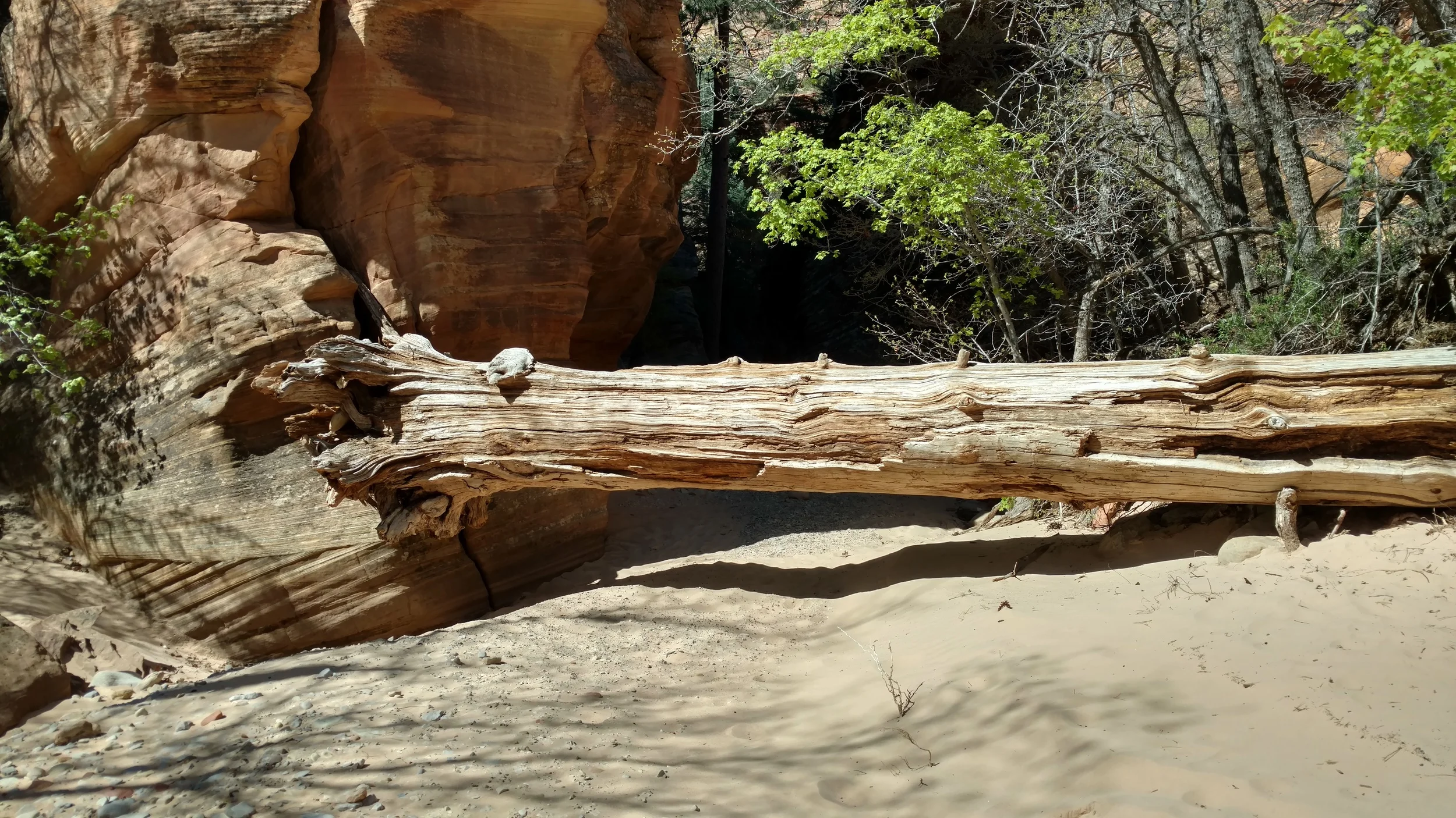 Massive tree log, new since last hike.