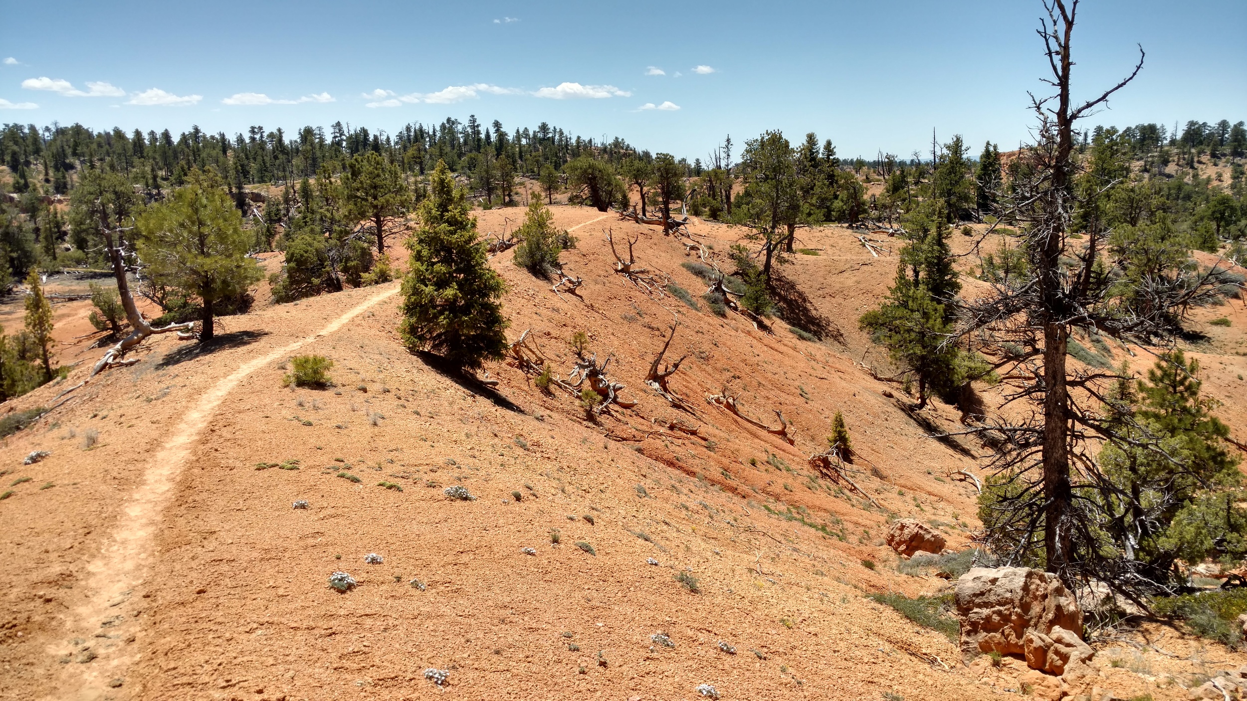 Cassidy trail