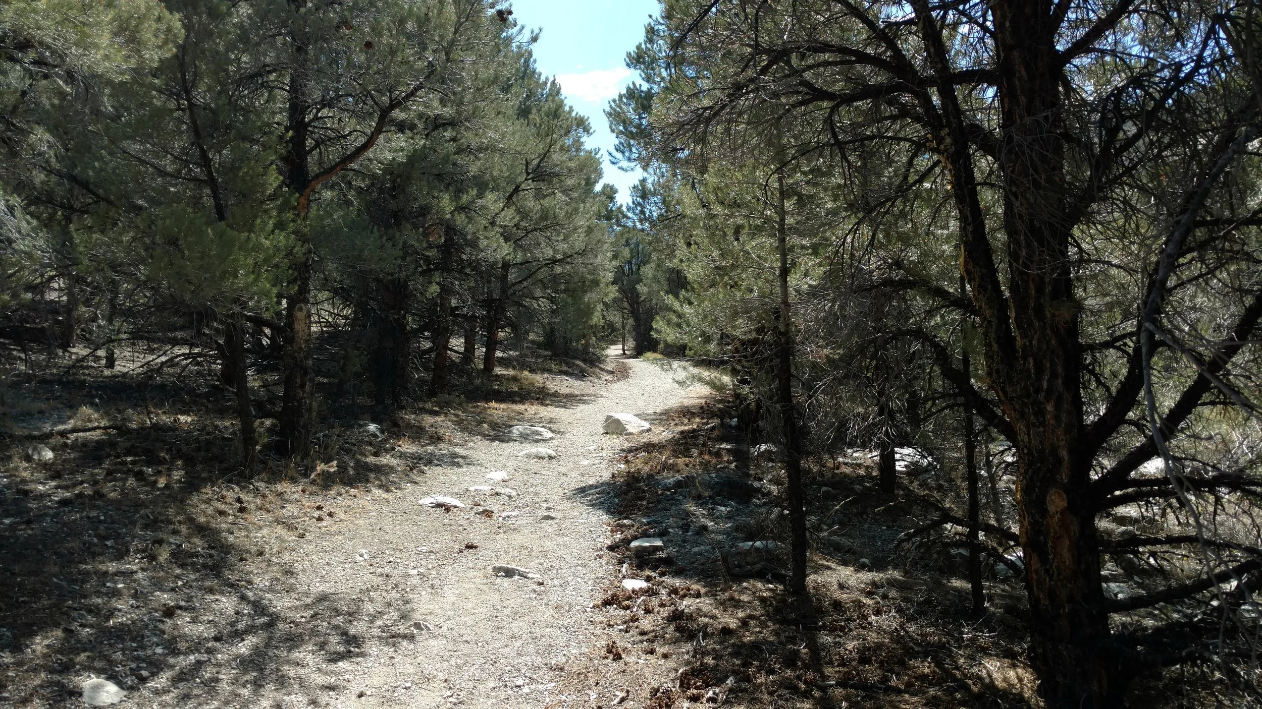 Trail view