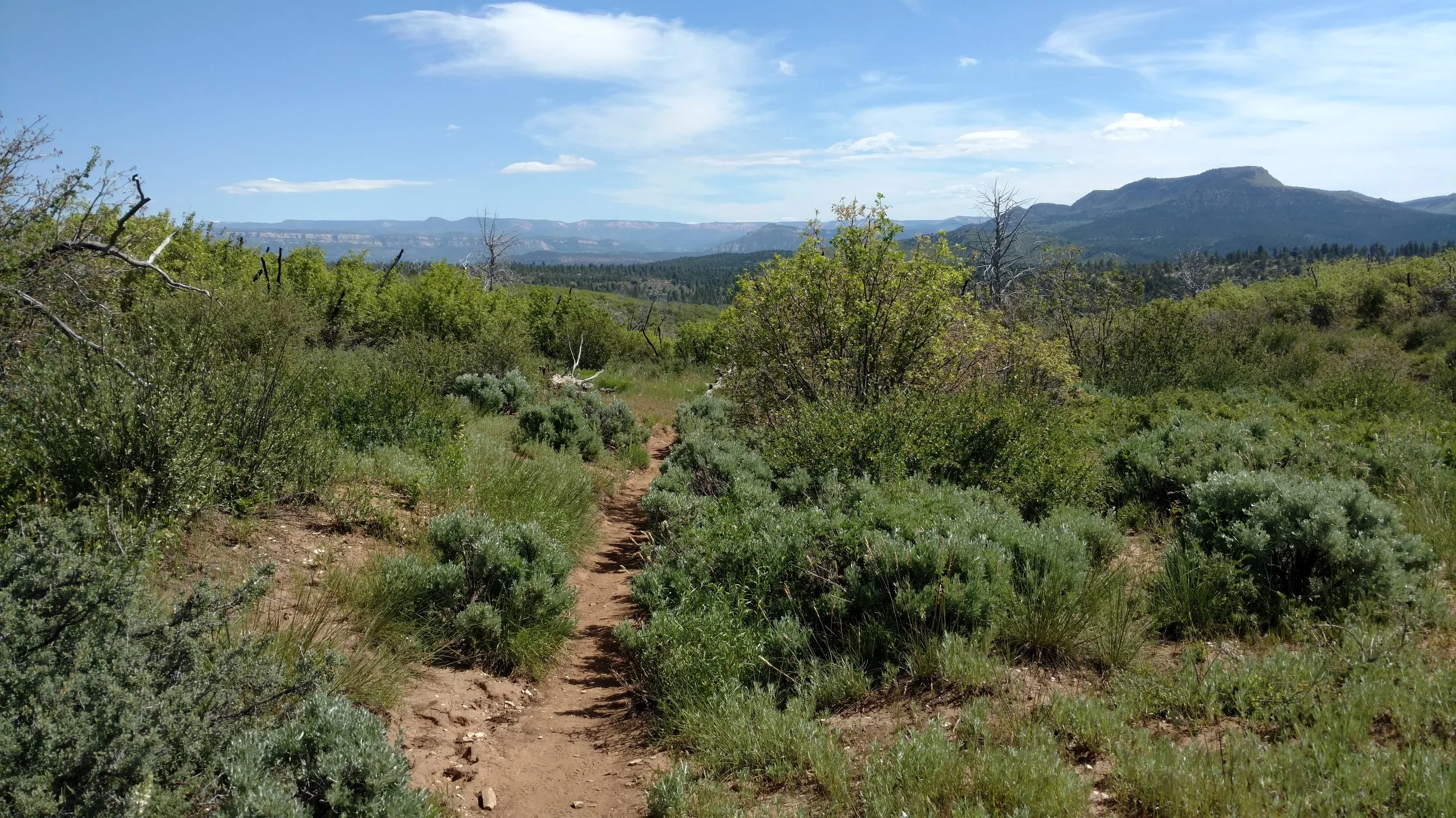 Deertrap Mountain trail view