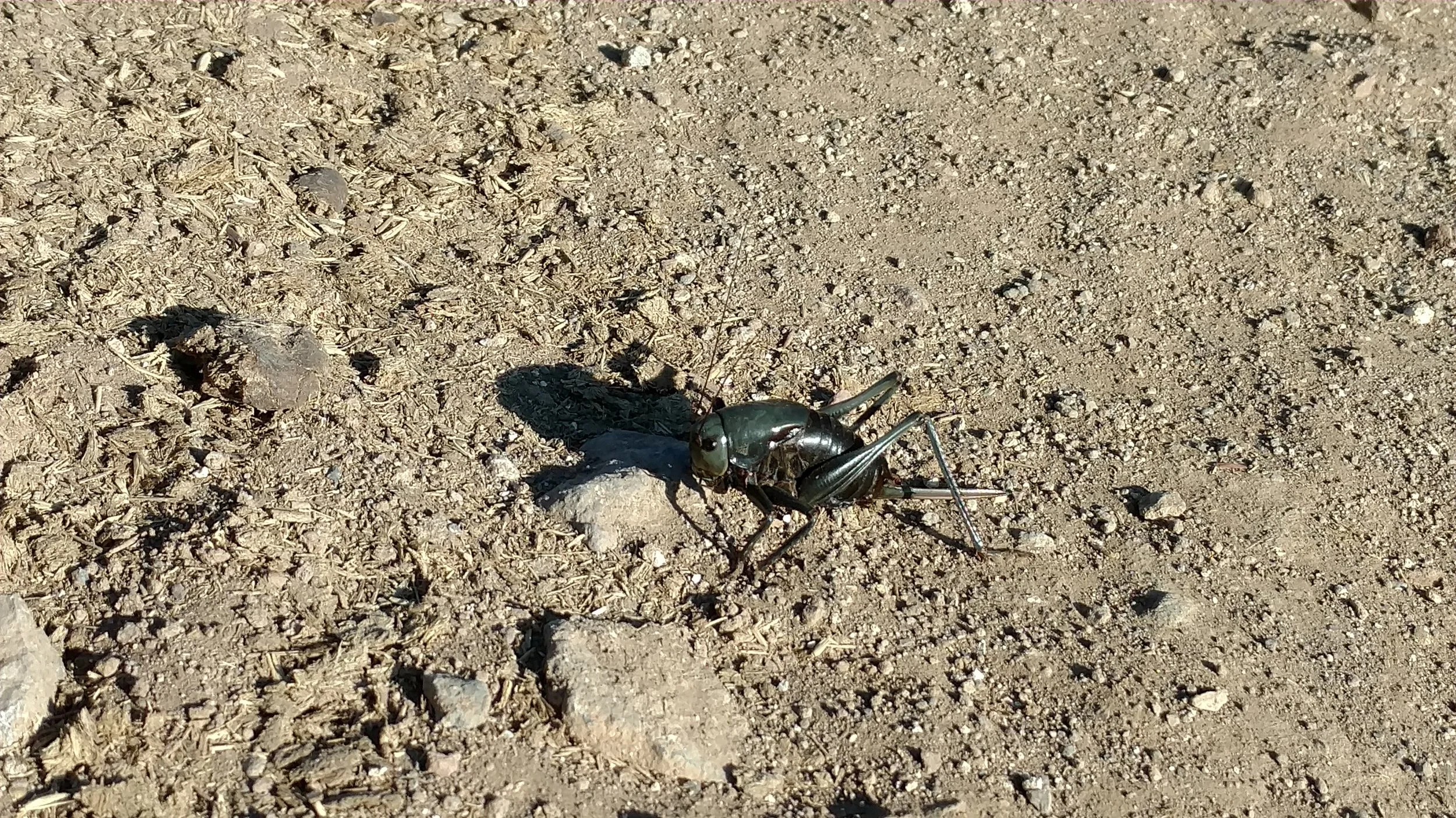 Mormon Cricket