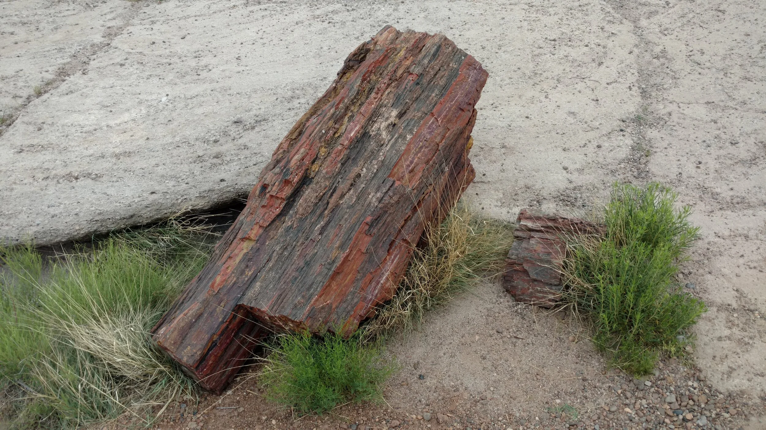 Giant Logs Trail
