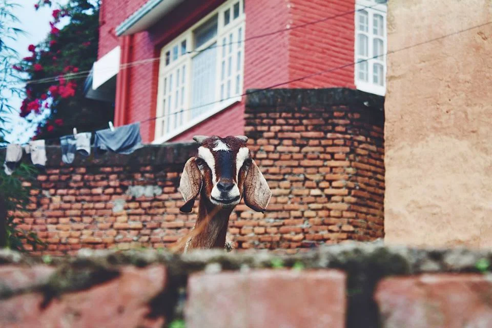 nepal12.jpg