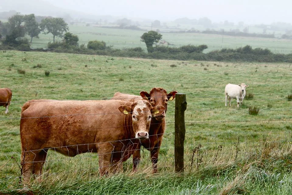 cows.jpg