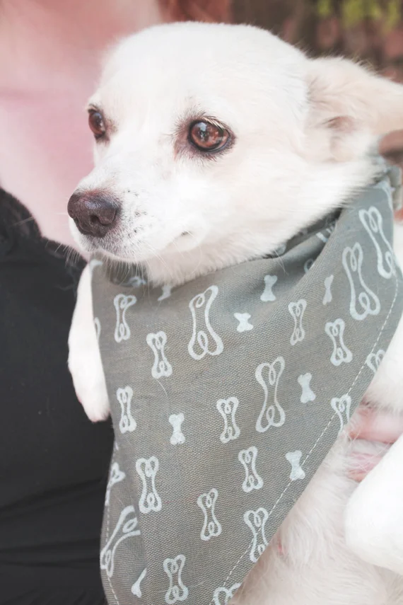 dog.jpg