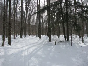 img_1599.jpg