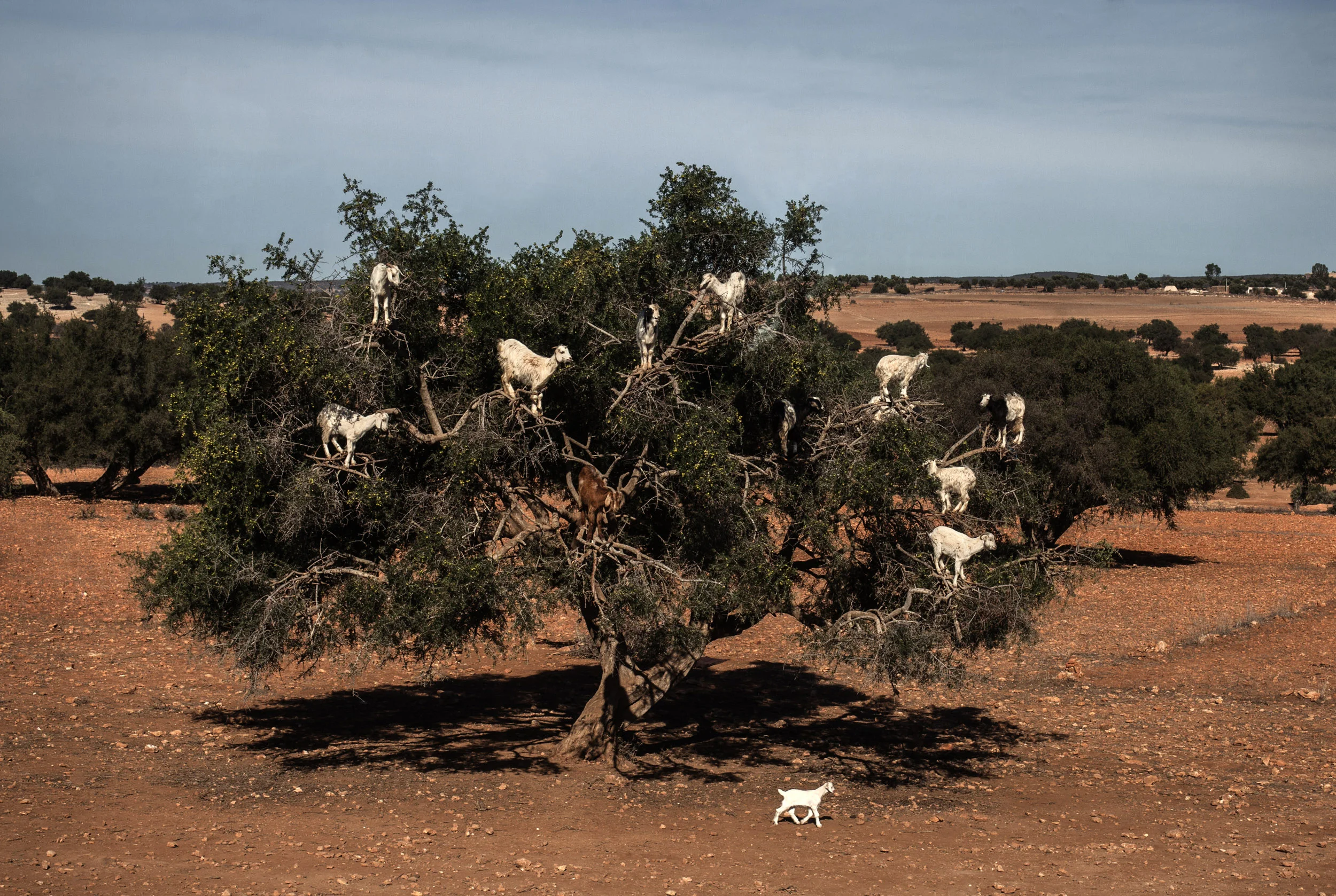  Goats in an argan tree, Morocco ©2014 