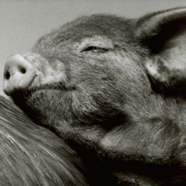 Survival of the friendliest // Nautilus