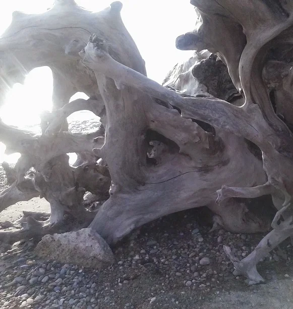 driftwoodsmall.jpg