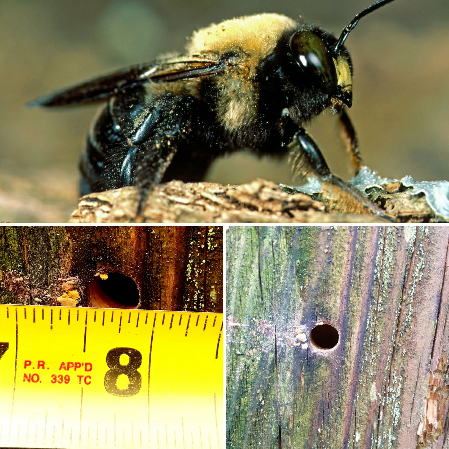 The OG woodworker....the mighty carpenter bee.
