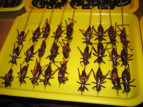 A tray of Locusts. These didn't taste so bad.