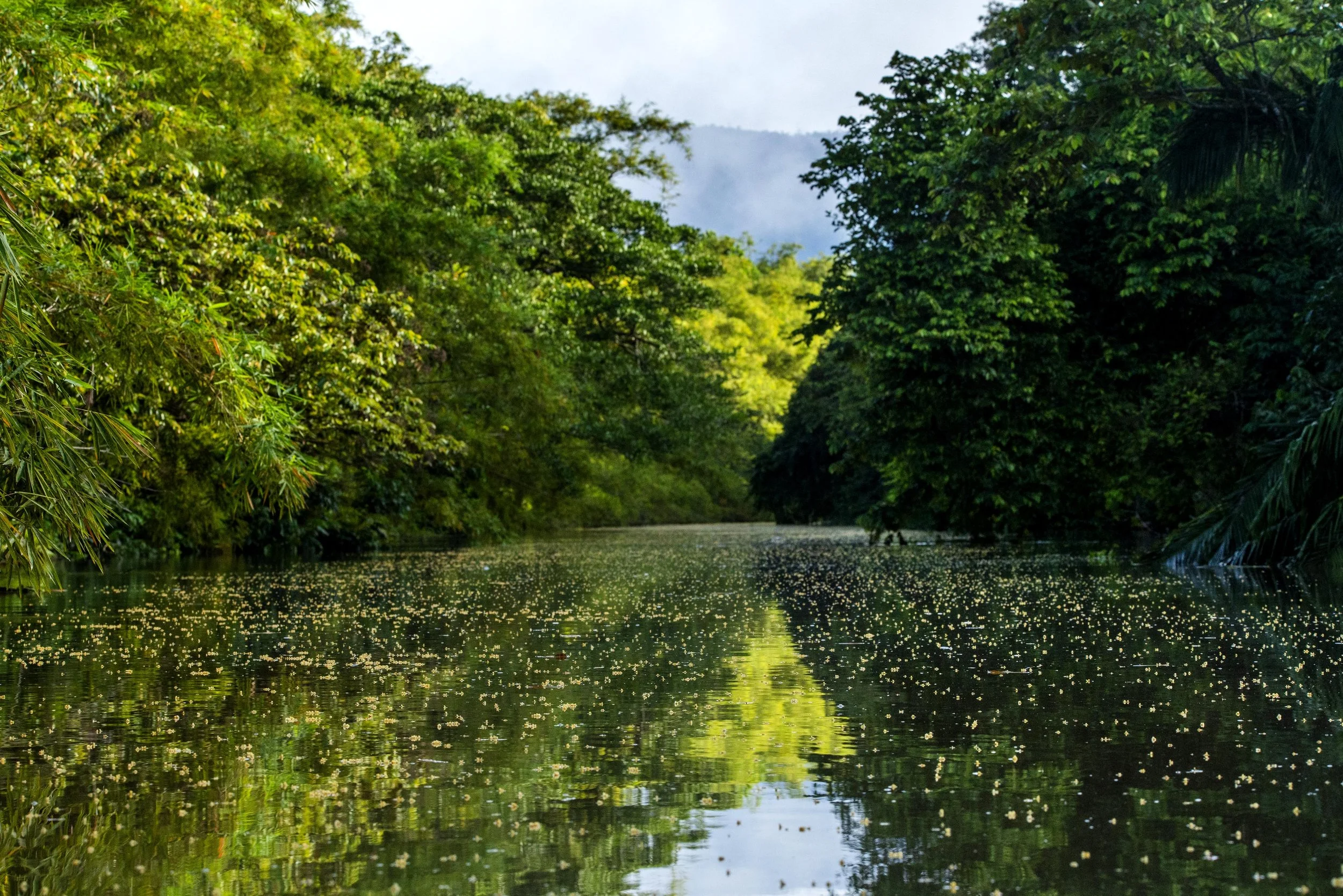SierpeyCorcovado459.jpg