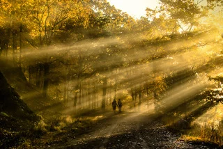 coupleinforest.jpg