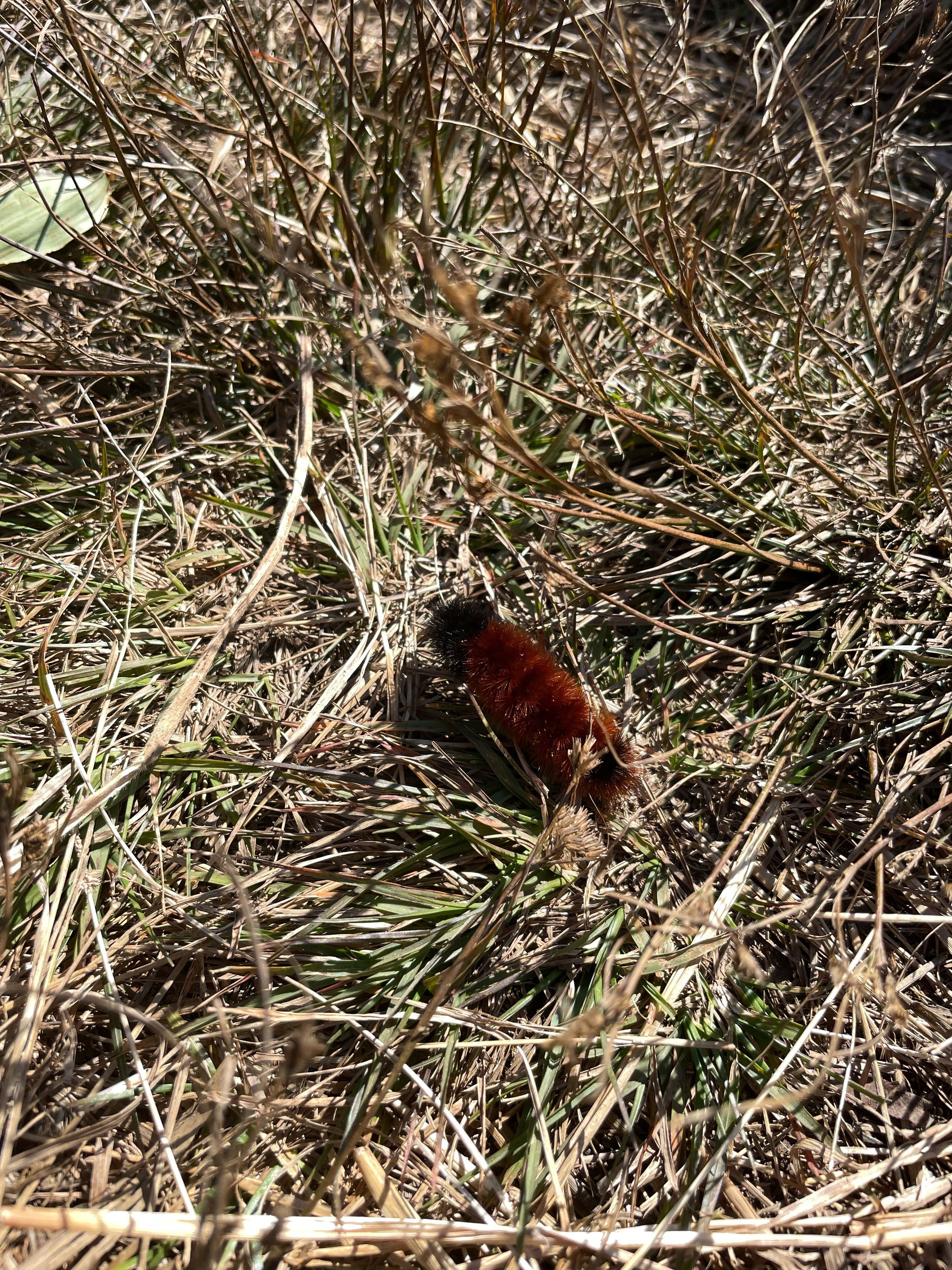 IMG_3317 (1).jpeg