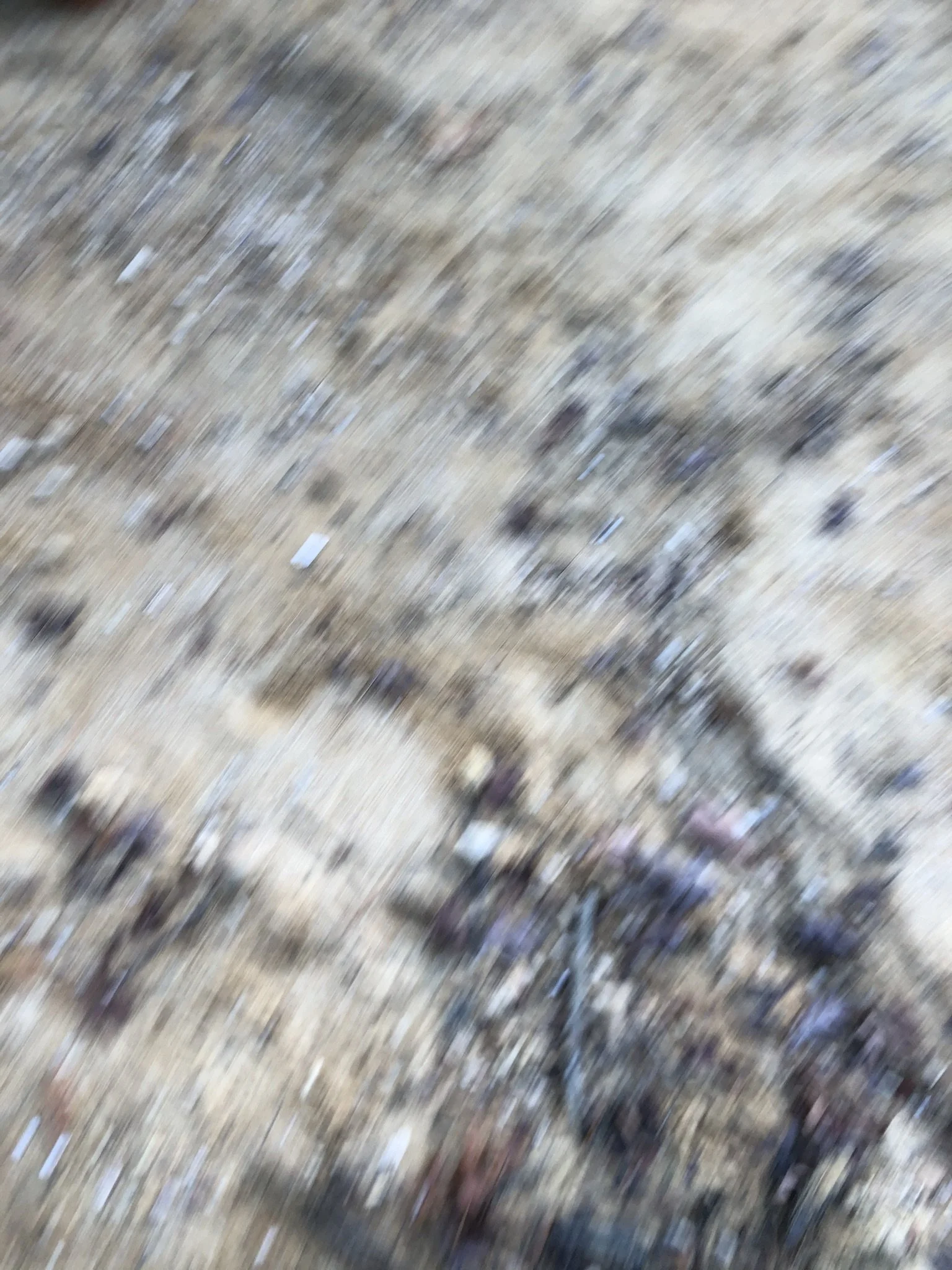 IMG_2123.JPEG