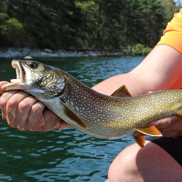 Solid day for lakers at the Q! Kastmasters your friend bruh!
#sweetlakahked .
.
#laketrout #troutlife #troutliving #laketrout #fishinglife #quabbin #swampdonkey #goprohero5 #basspro #outdoorfun #liveoutside #clearwater #deepwater