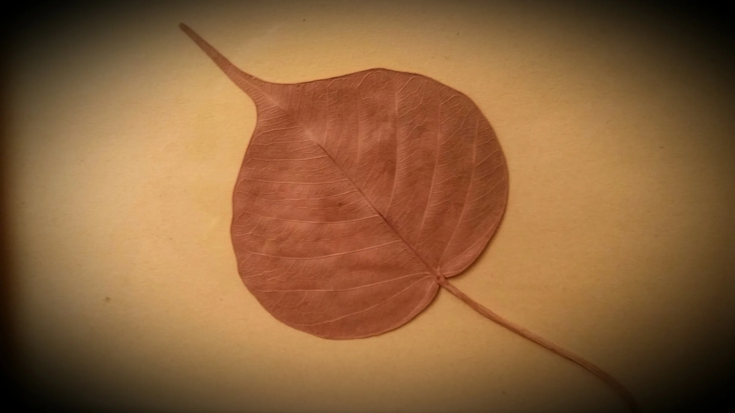 La feuille sacrée de Bodhgaya