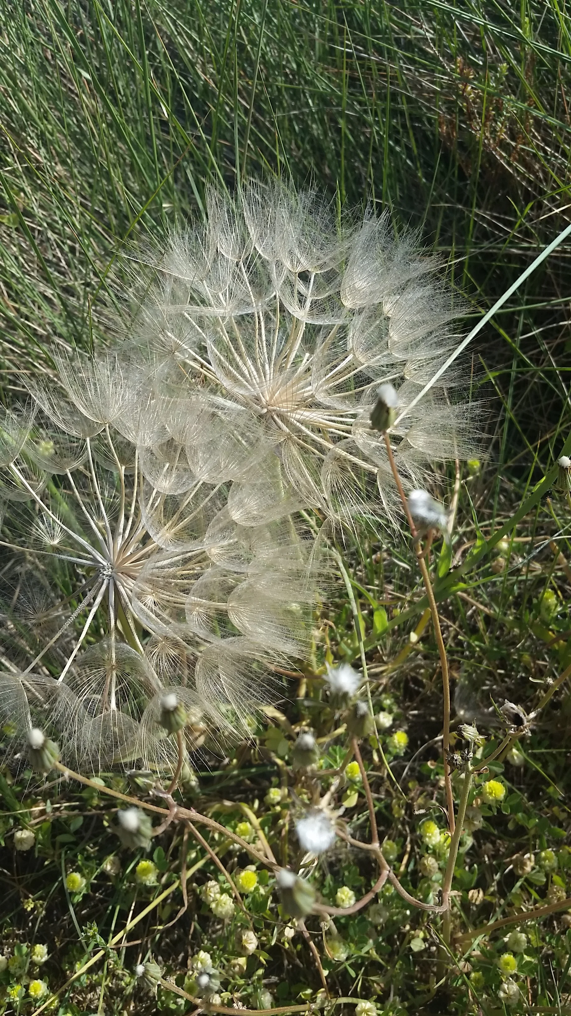 La petite soeur devenue grande