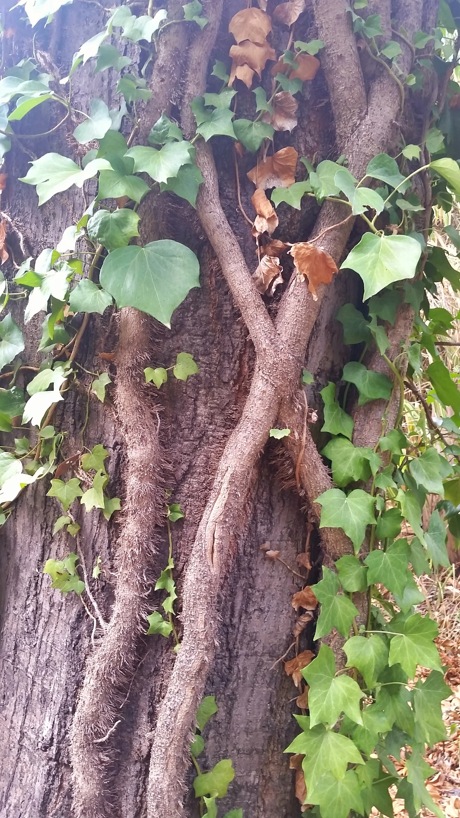 Au Jardin de la Reine