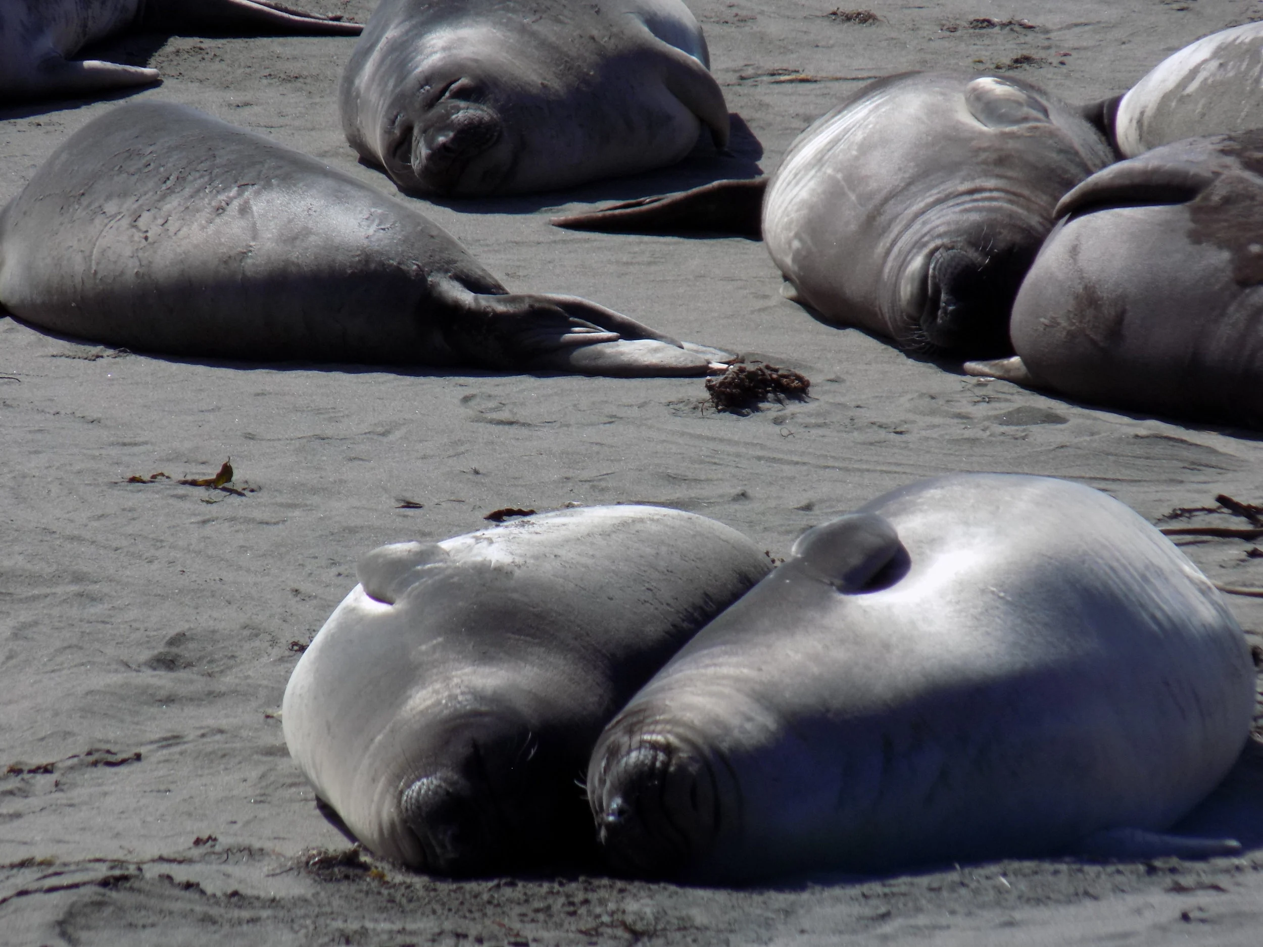 REVENIR [USA-France]