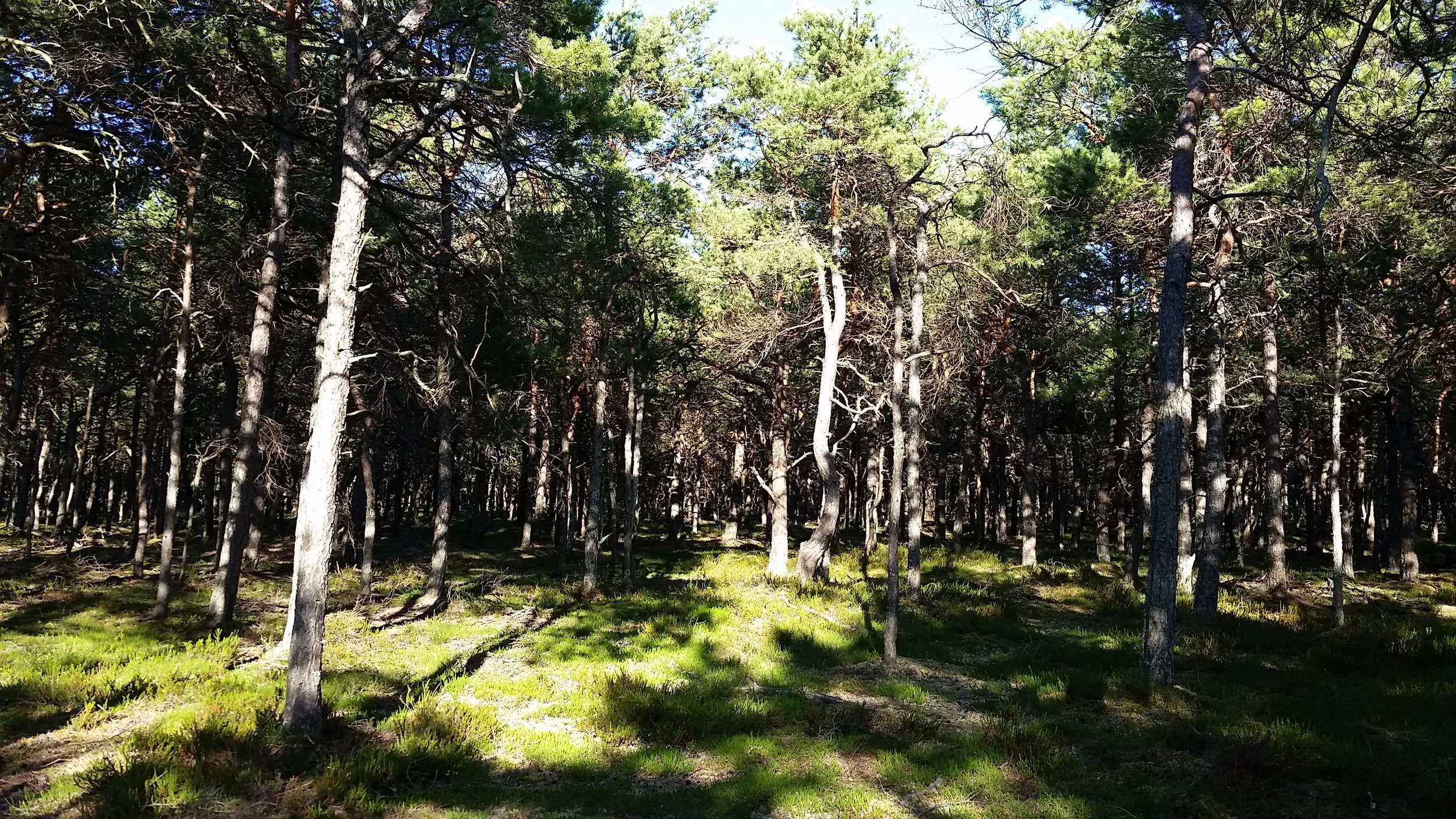 Sur le bord de la Baltique [Pologne]