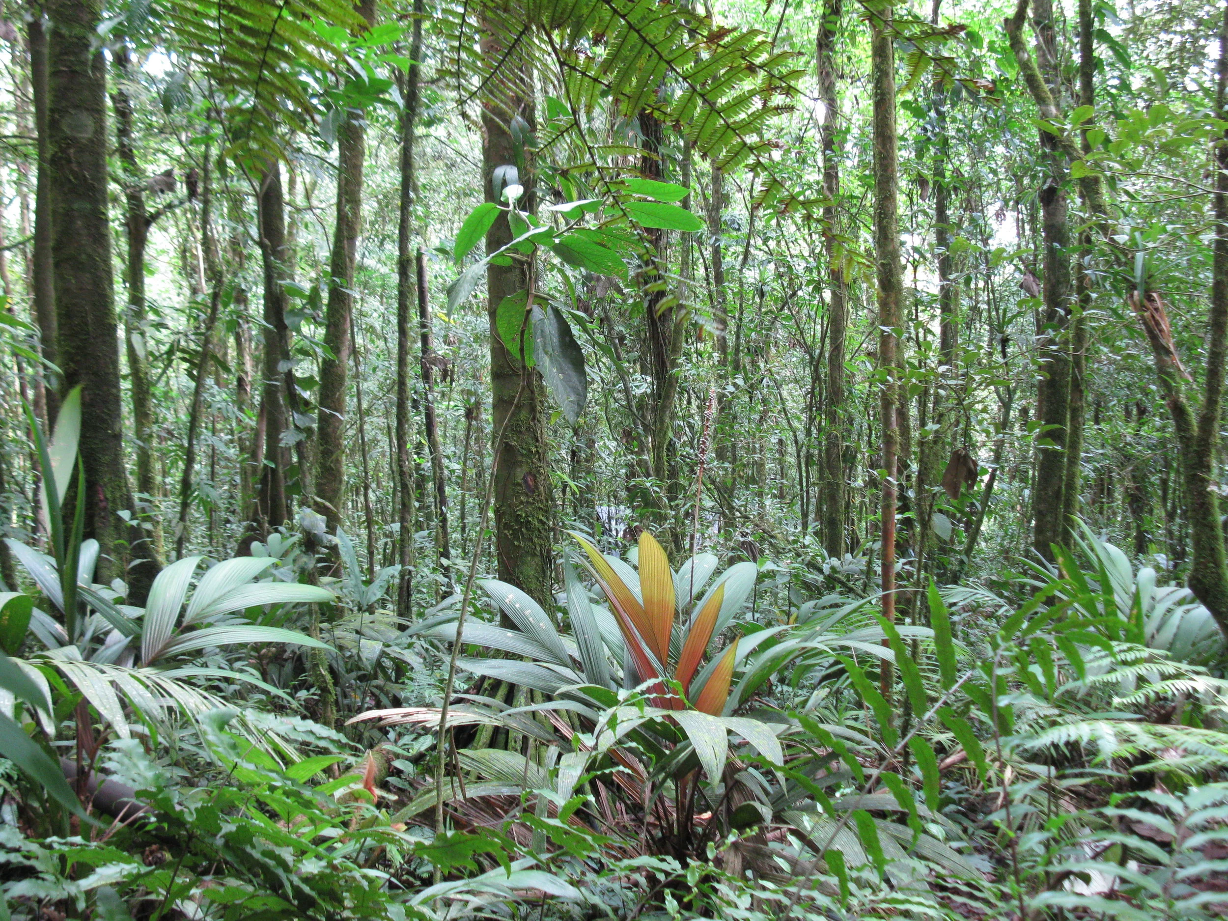 La Panaméricaine [Costa Rica]