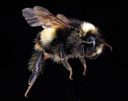 The Sting of Rejection