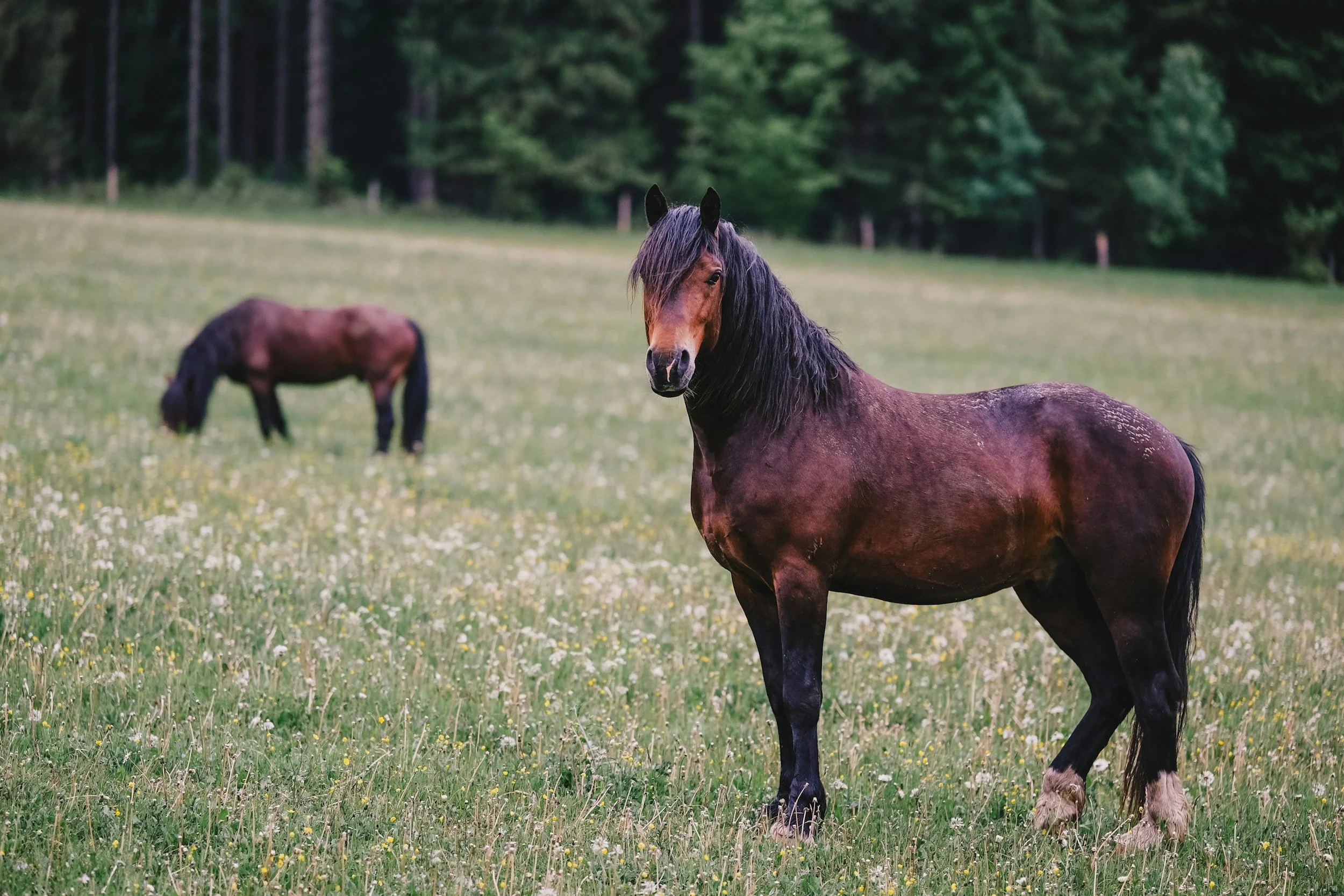 Purple Horses, Approved Lines, and the Part of Us That Never Agreed zx