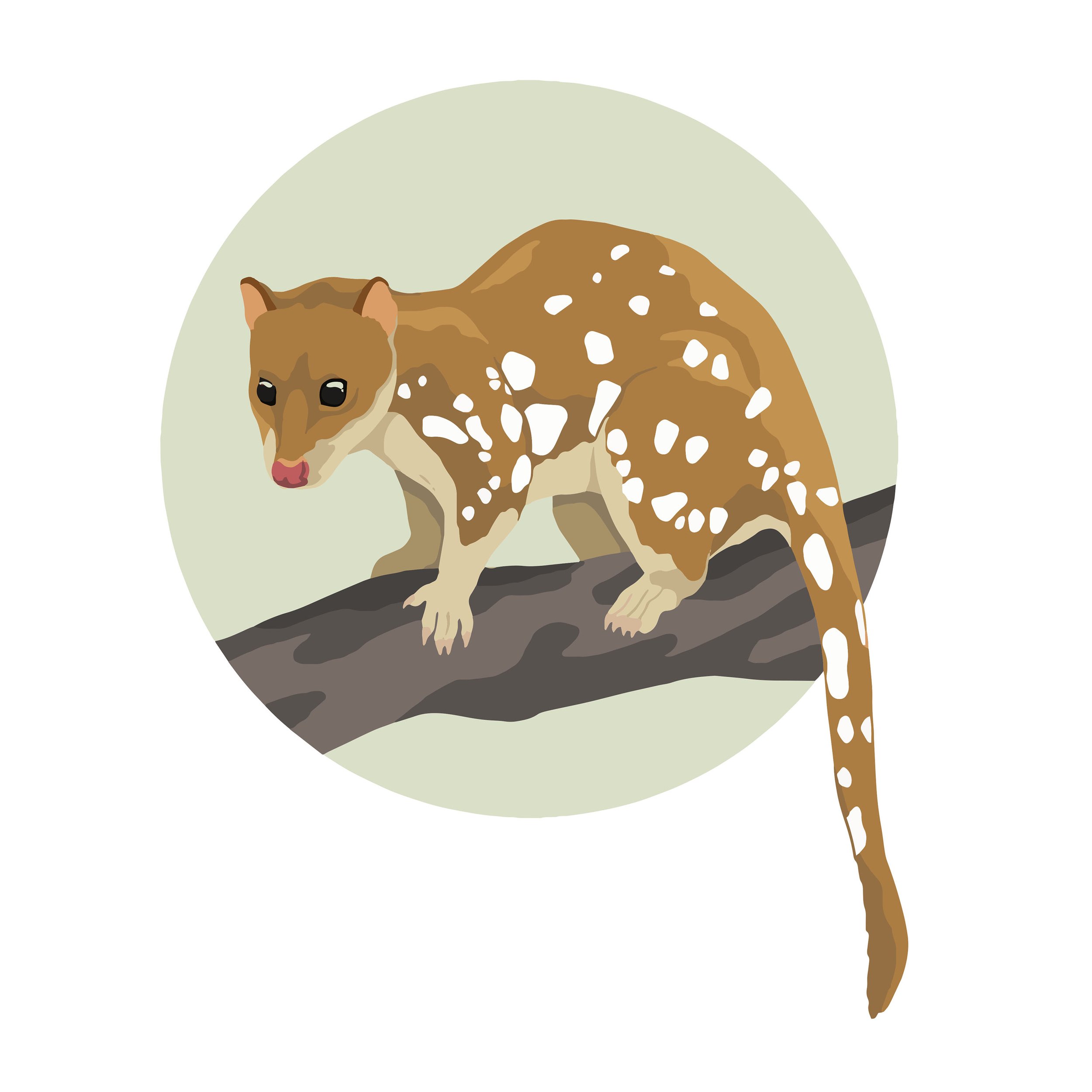 quoll.jpg