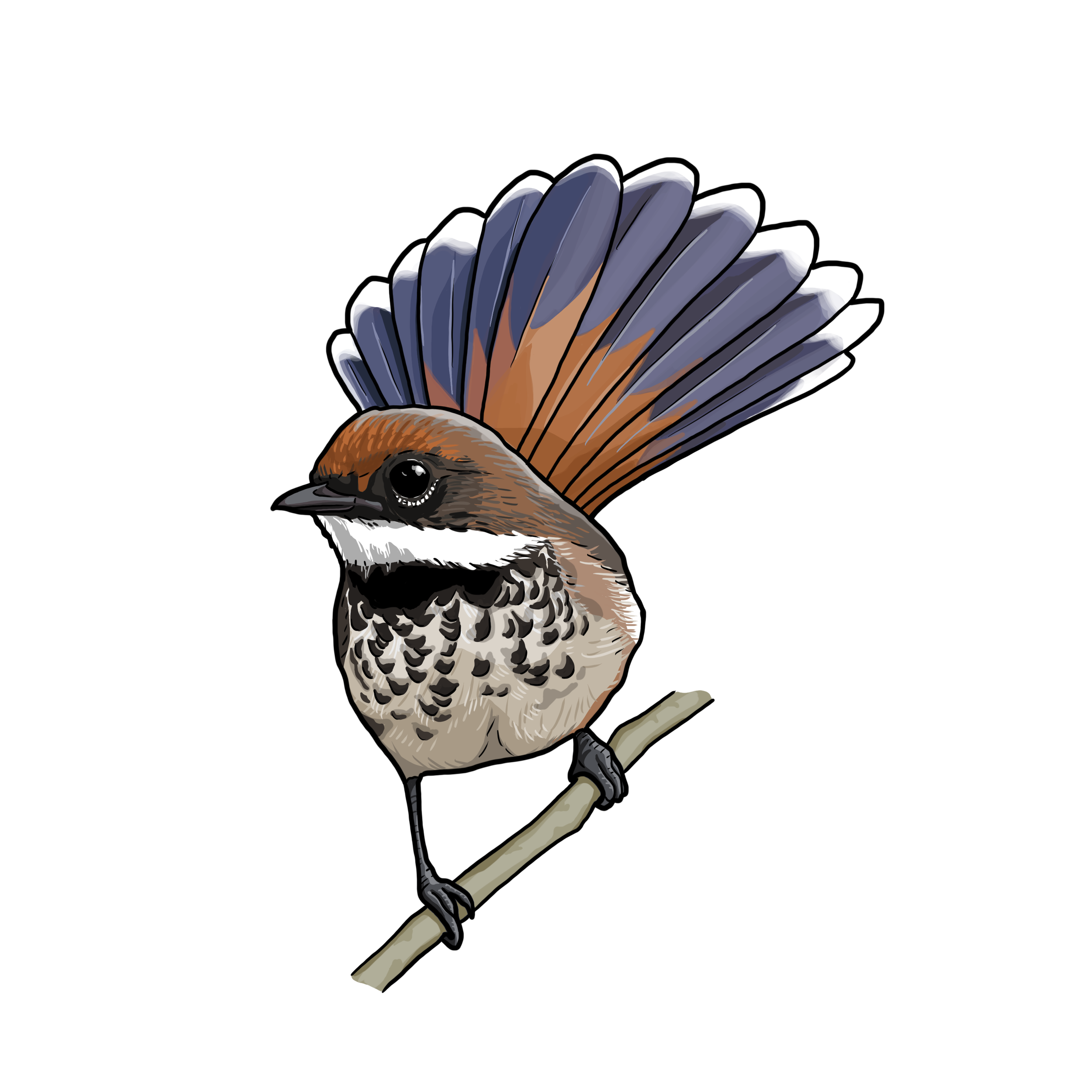_Rufous_Fantail.png