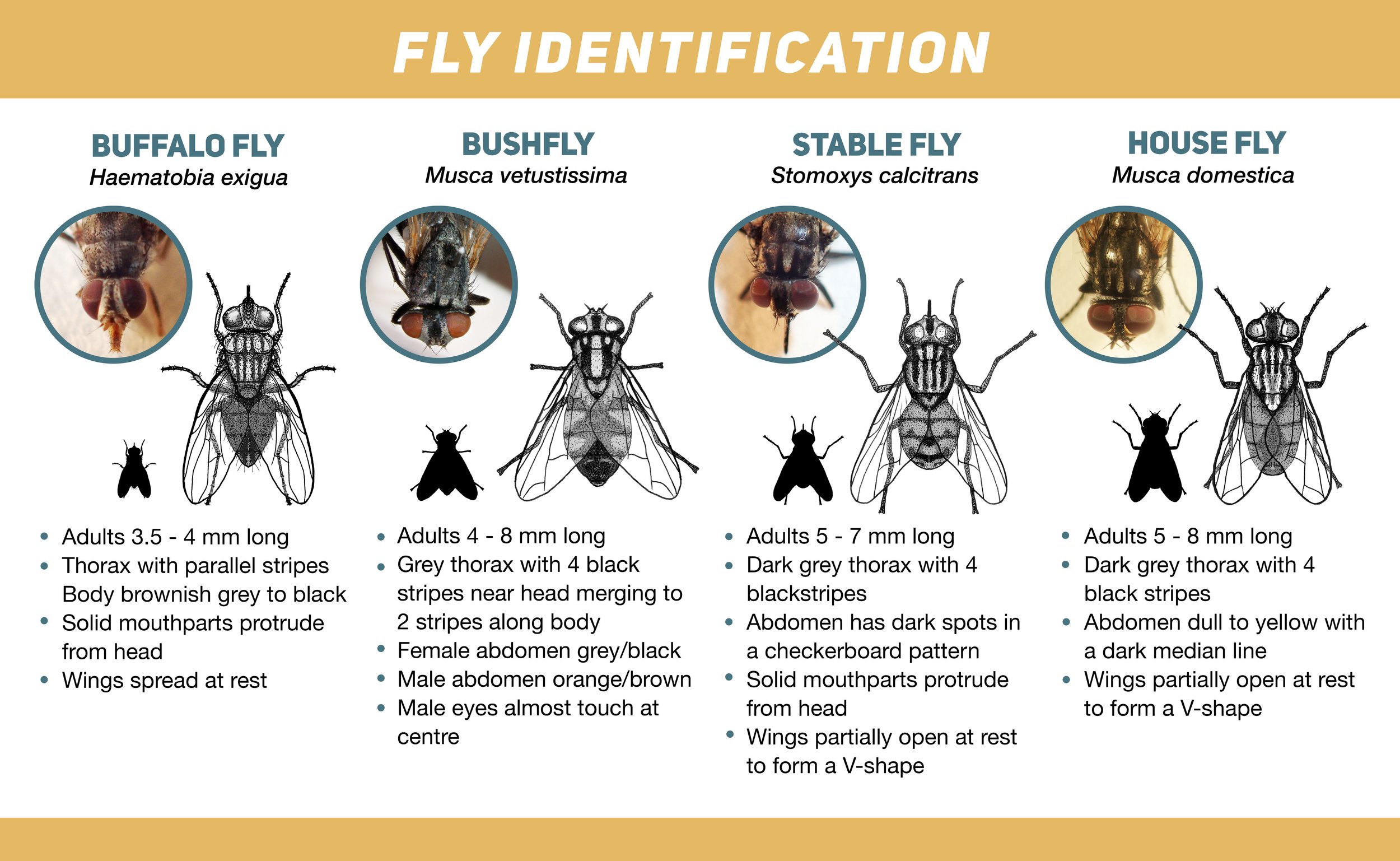 flies_colorFINAL.jpg