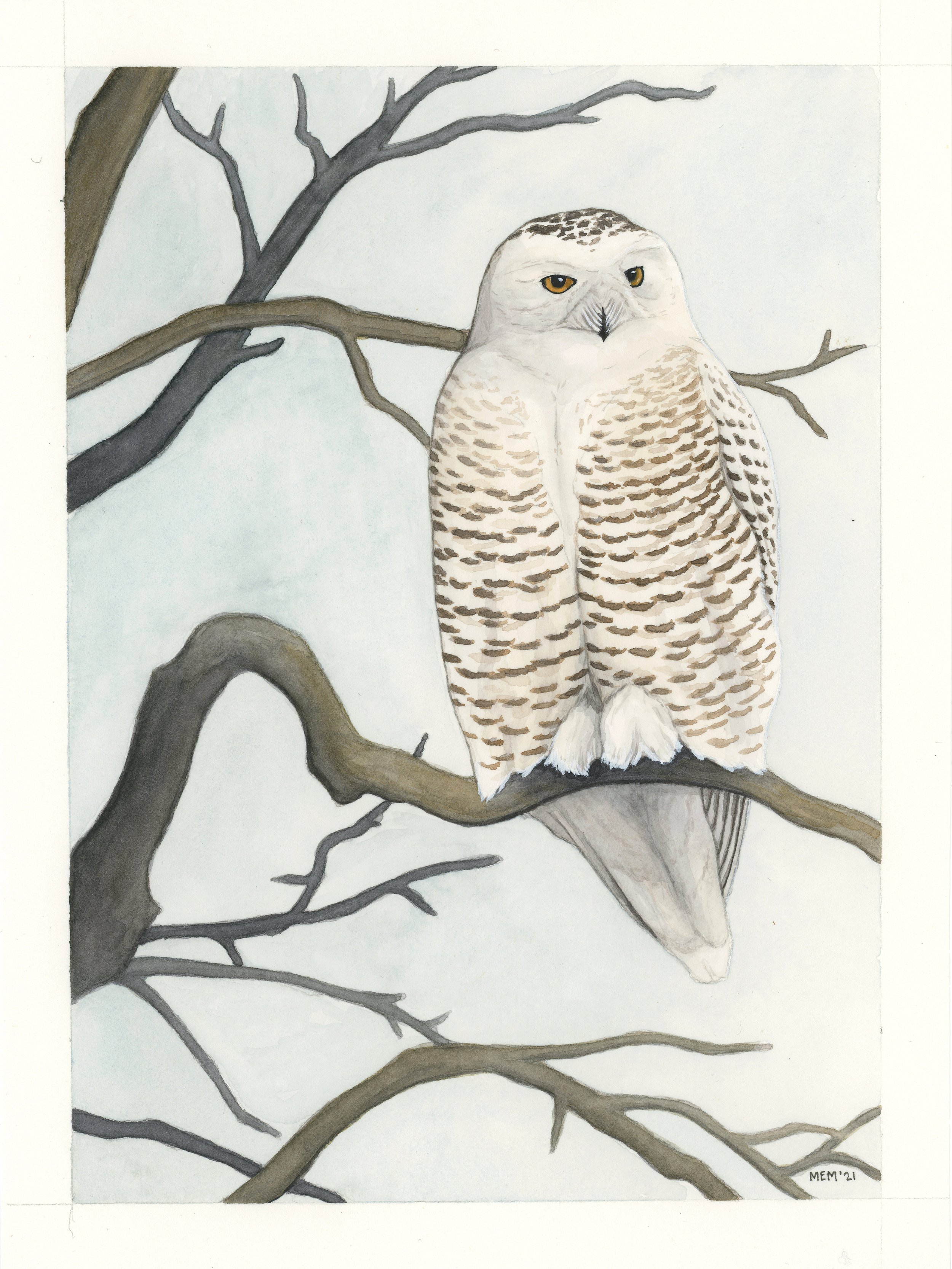 Mayfield_Snowy Owl.jpg