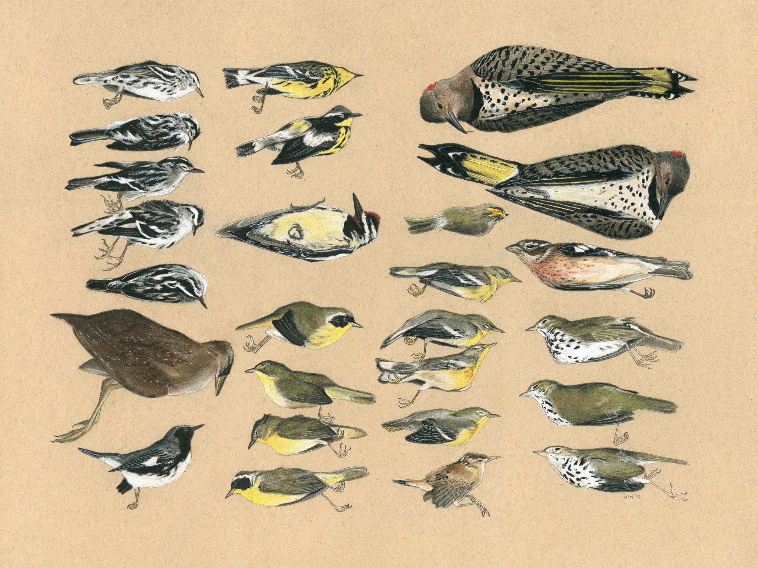 Piece created for a group exhibit about bird window stirkes.JPG