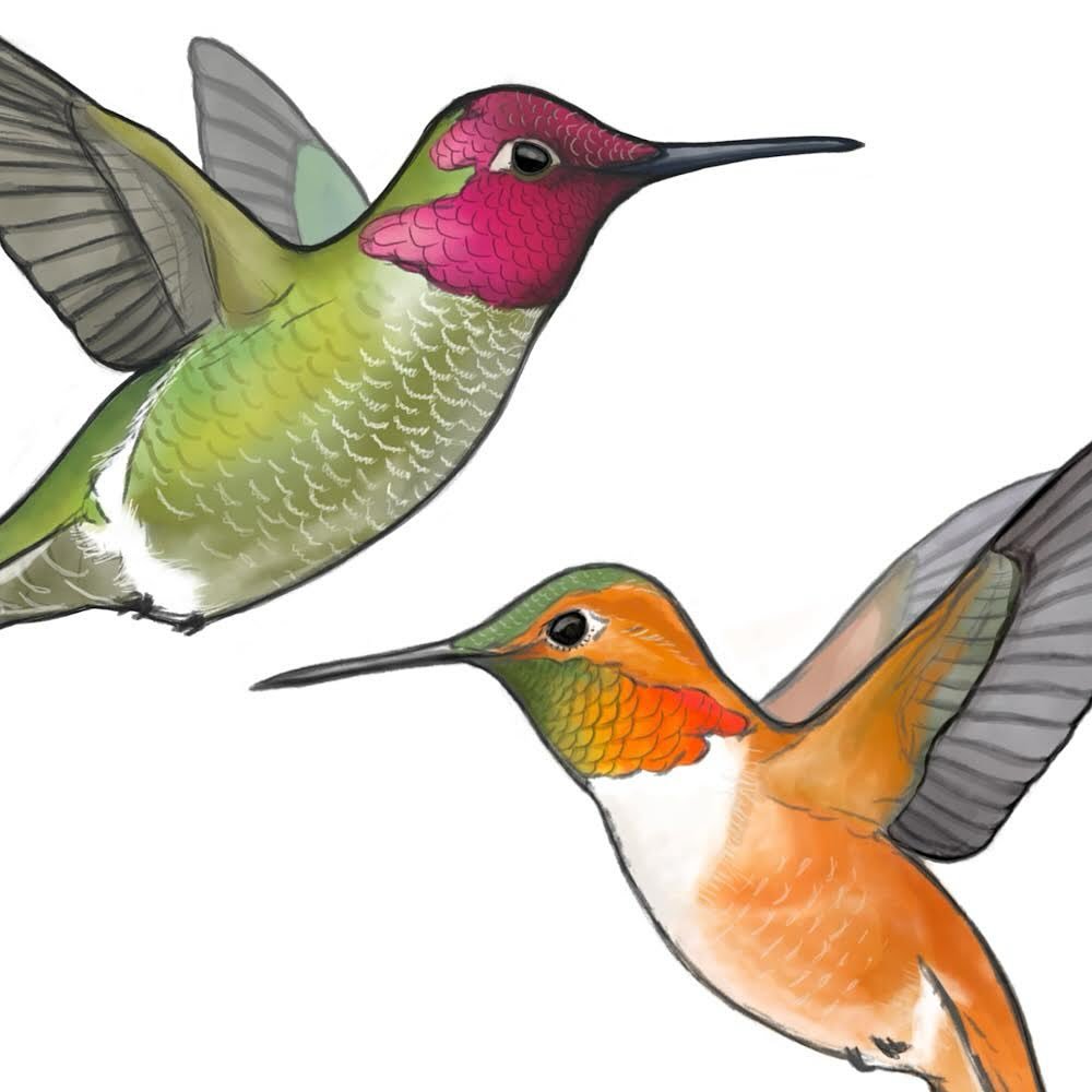 A lil Anna&rsquo;s and Rufous designed for a research poster about hummingbird coloration and iridescence!