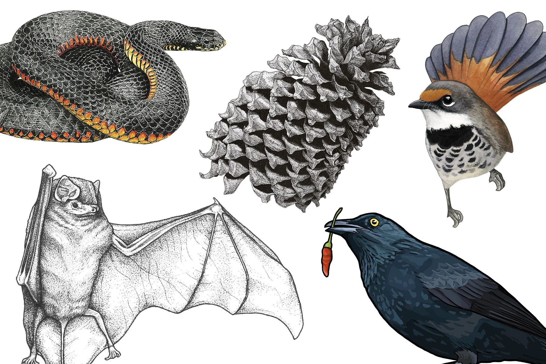 Intro to Science Illustration Workshop