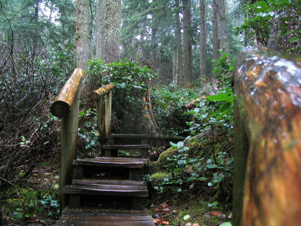 Olympic Rainforest, Washington.