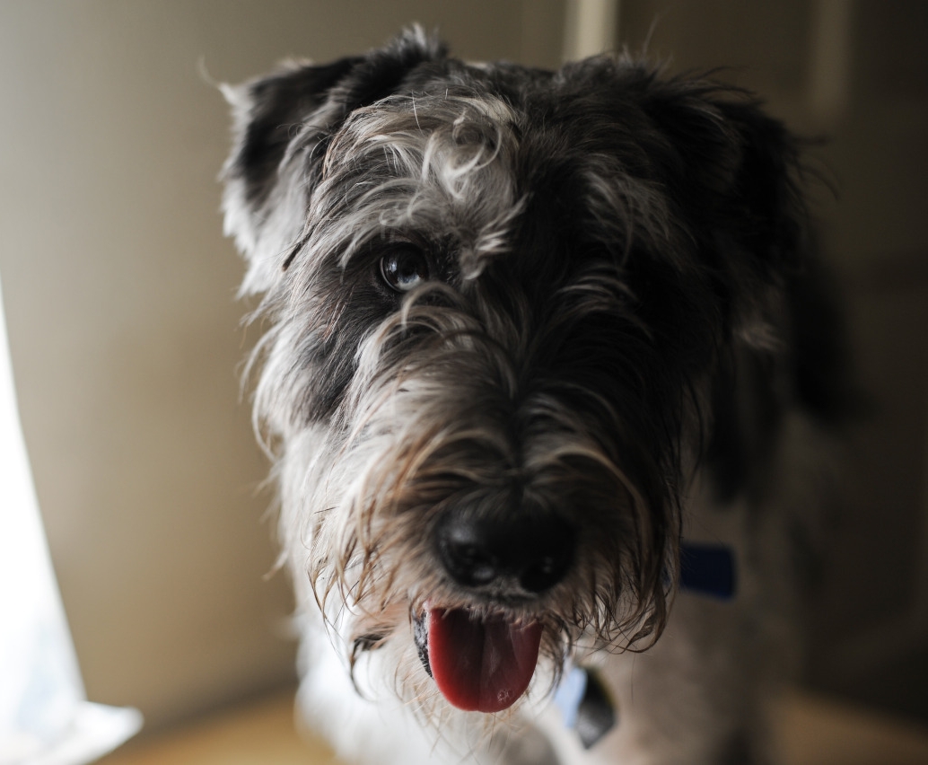 Noll-Bear-2014.jpg