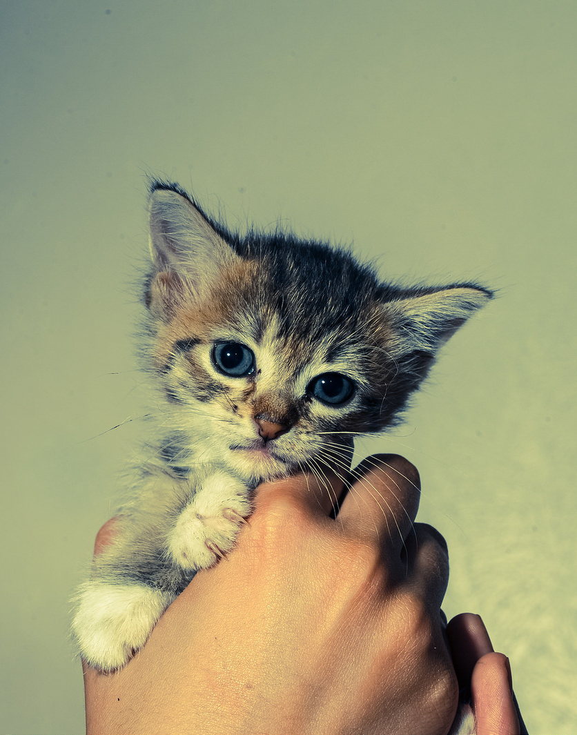 bonita-kitten.jpg