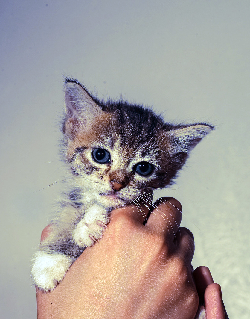 bonita-kitten.jpg